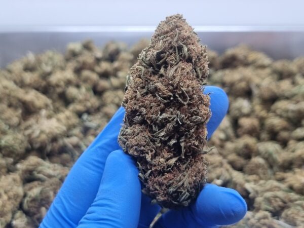 Sour diesel consommable greenland (2)